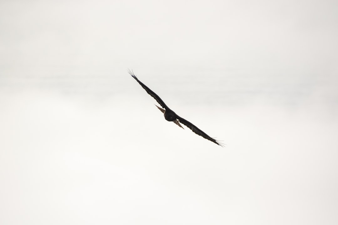 black bird flying in the sky