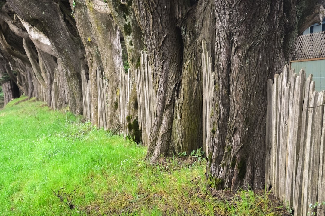 brown tree trunk on green grass field