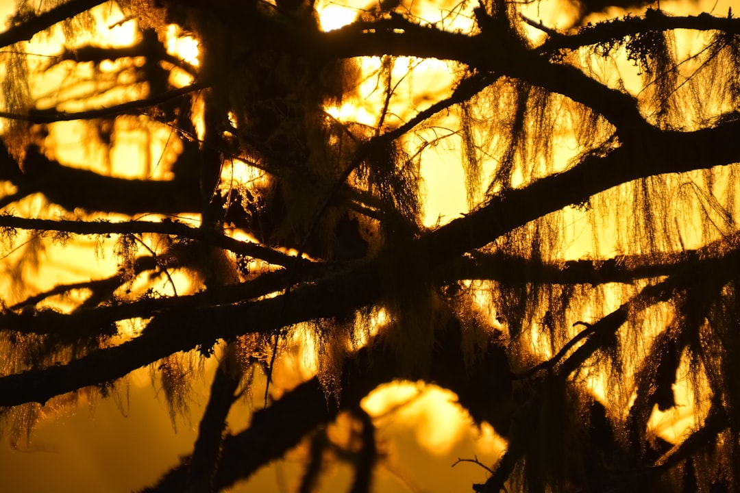 silhouette of tree branches during sunset