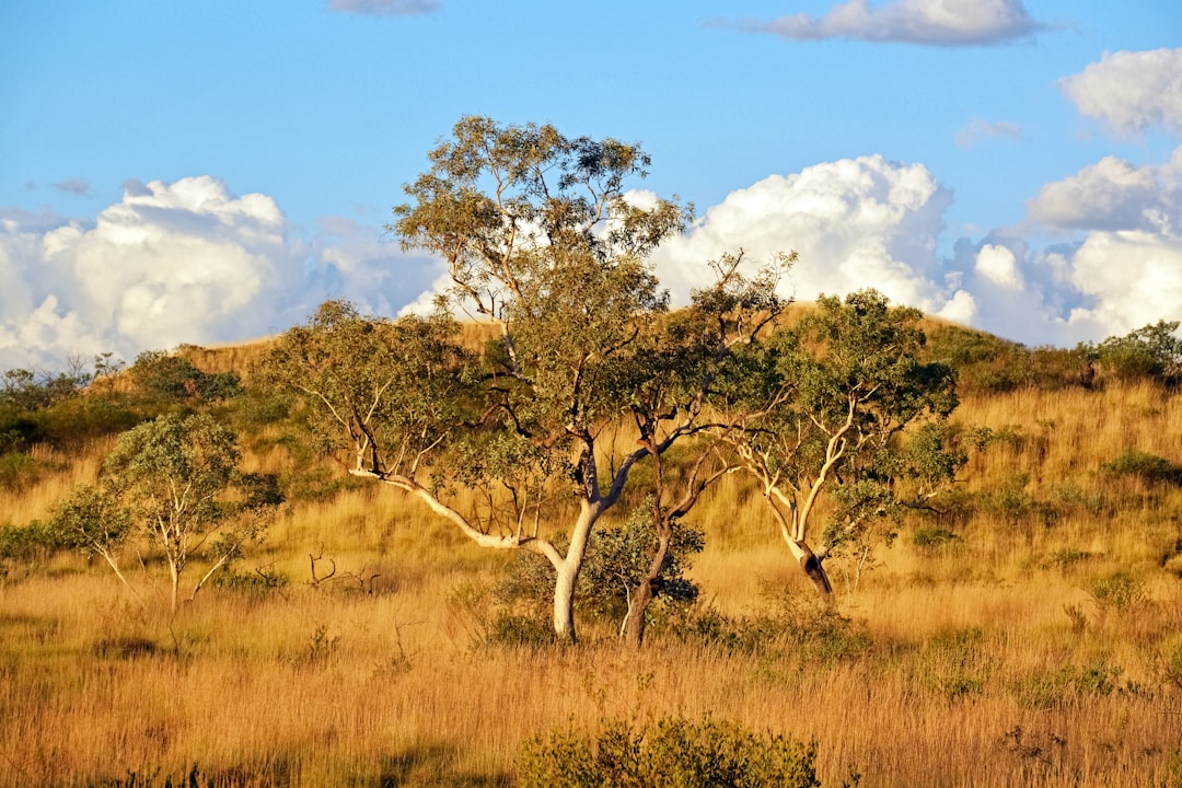 green trees on brown grass field under blue sky during daytime