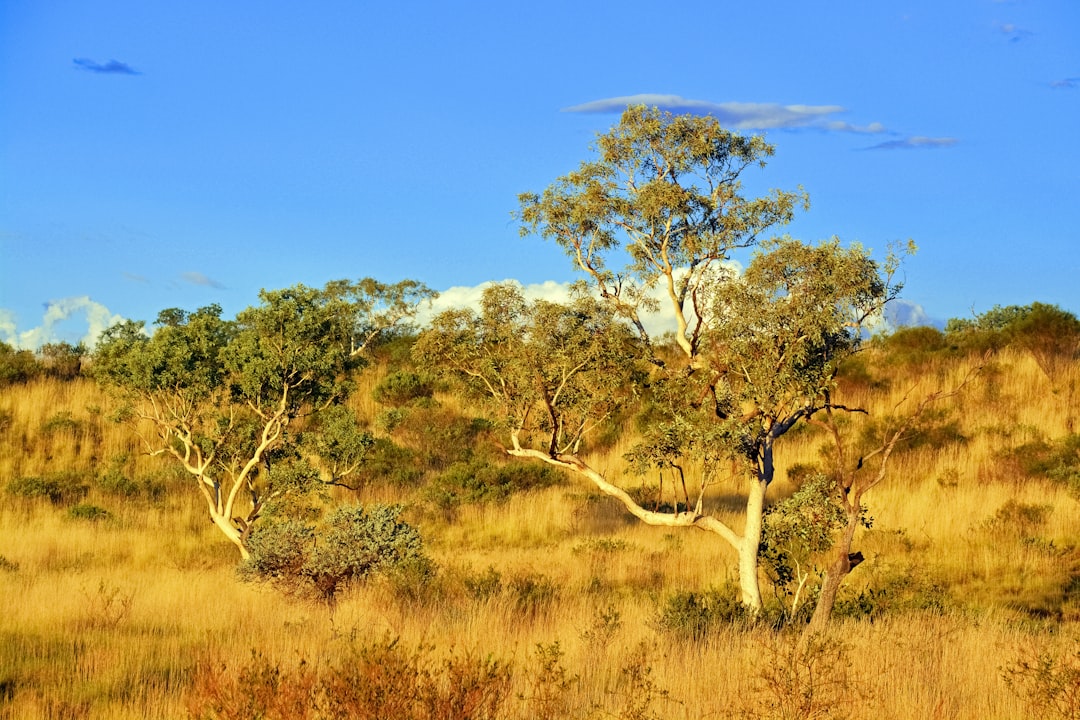 green trees on brown grass field during daytime