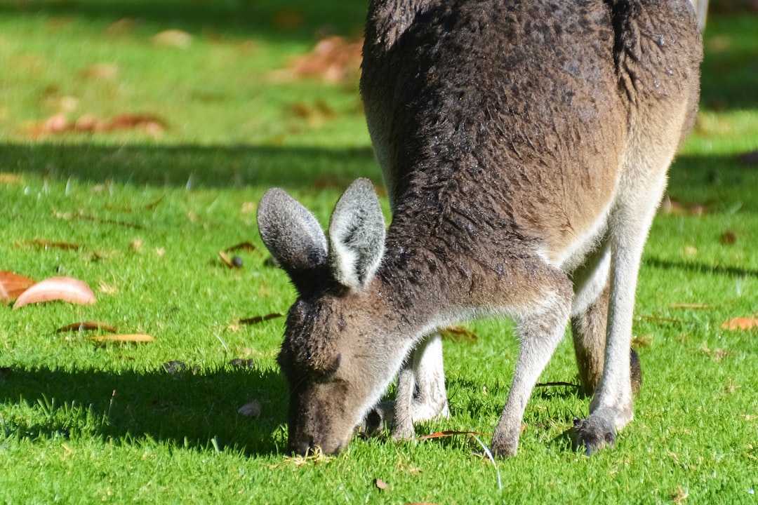 brown kangaroo on green grass field during daytime