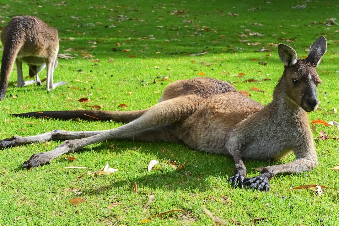 brown kangaroo lying on green grass field during daytime