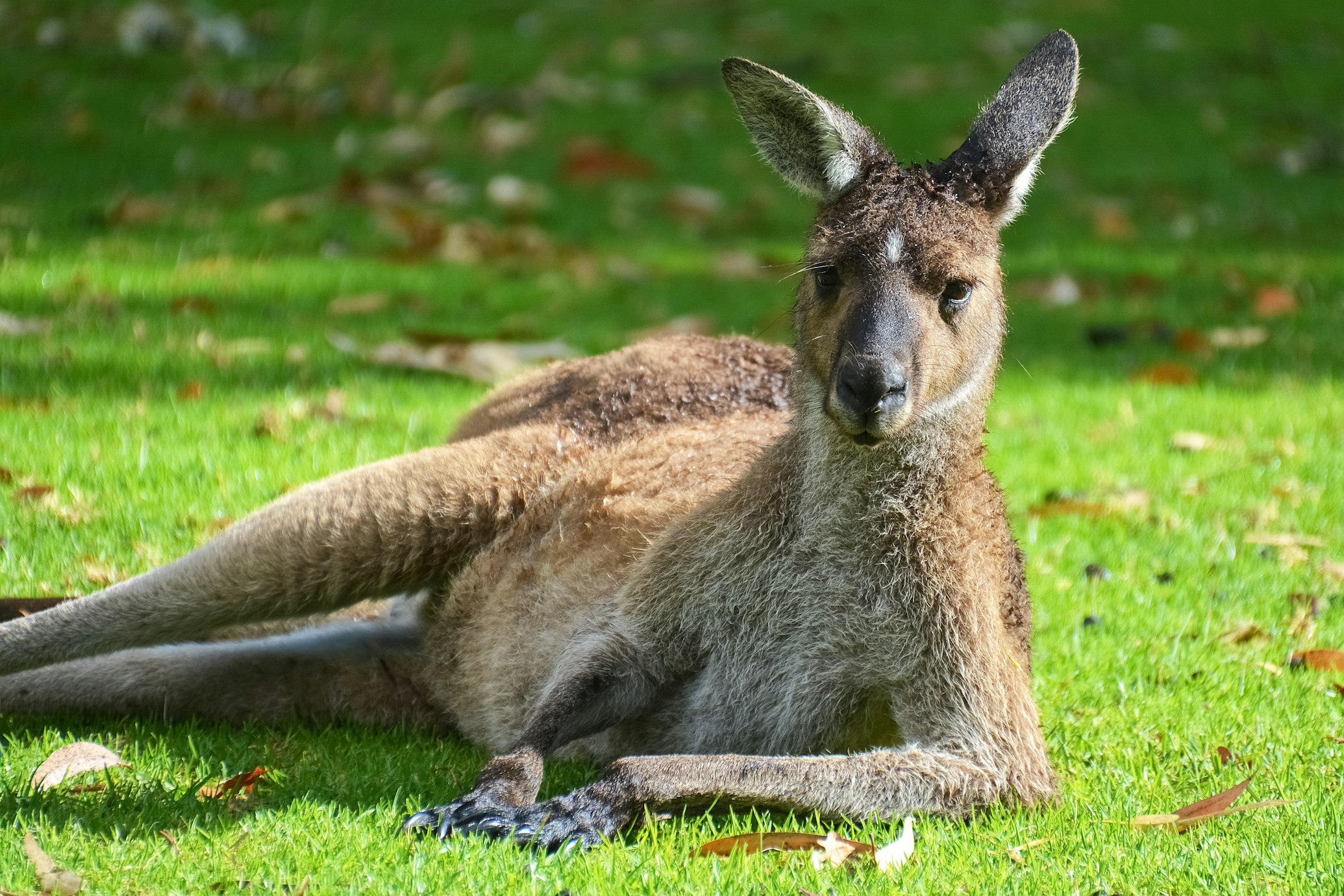 Kangaroo