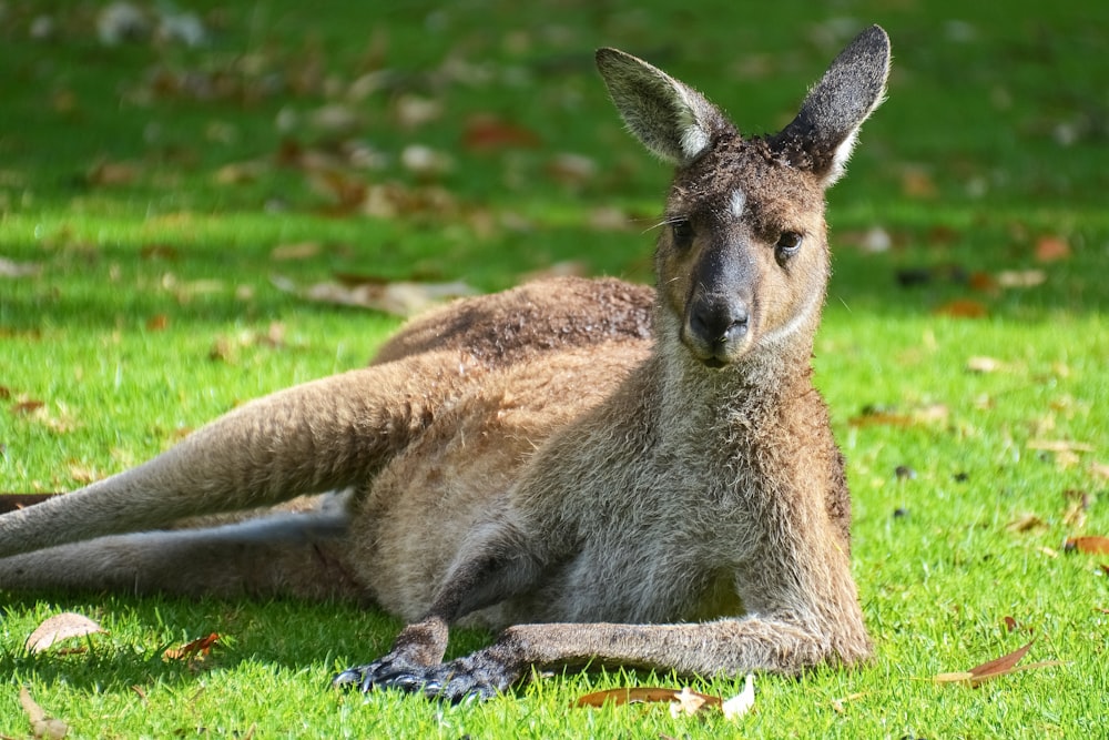 brown kangaroo lying on green grass during daytime