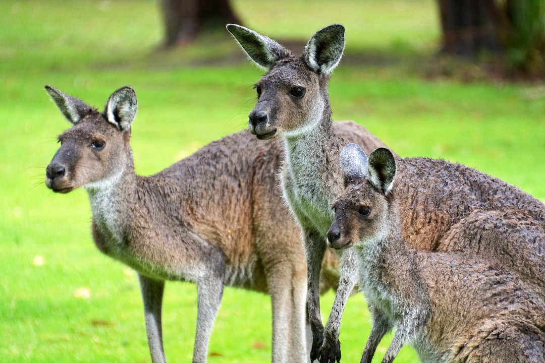 brown kangaroo on green grass field during daytime