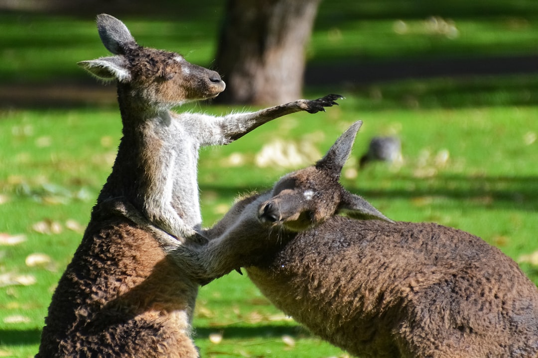 brown deer and baby deer on green grass field during daytime