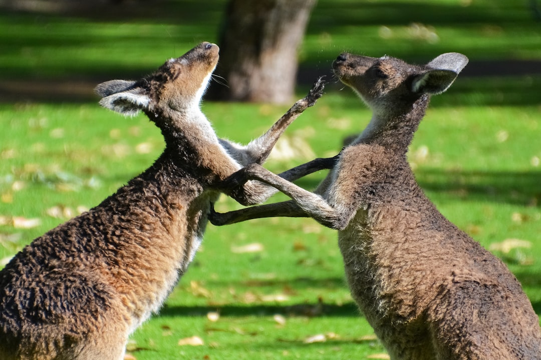 brown and white deer on green grass field during daytime