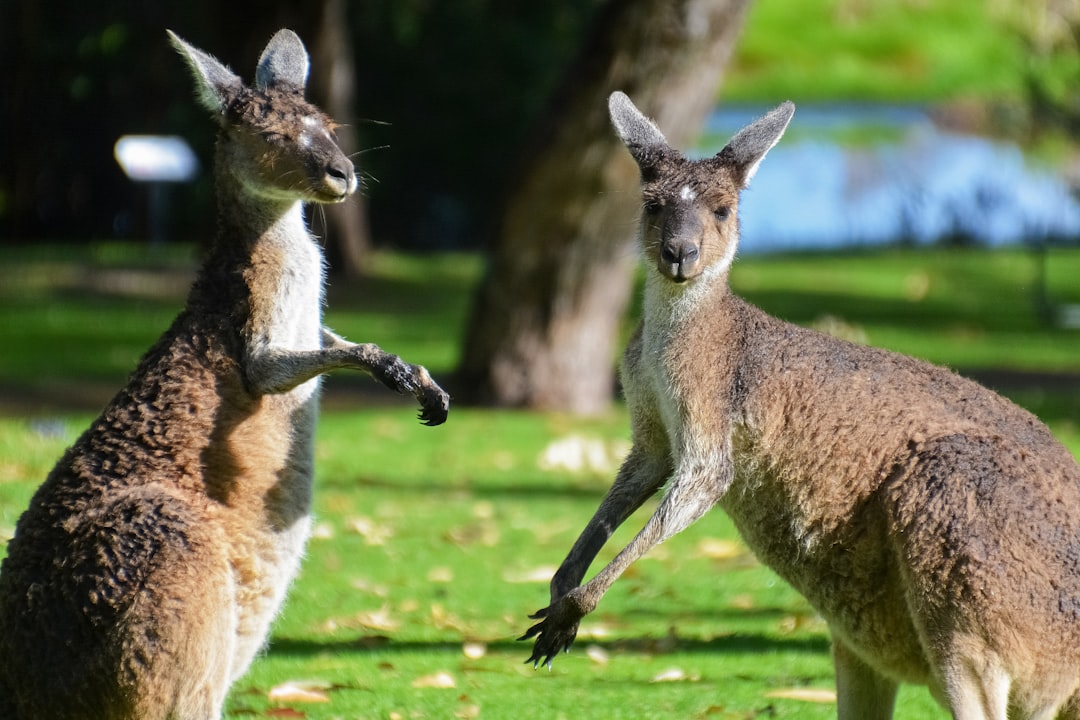 brown kangaroo on green grass field during daytime