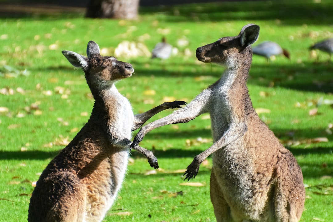 brown deer and white deer on green grass field during daytime