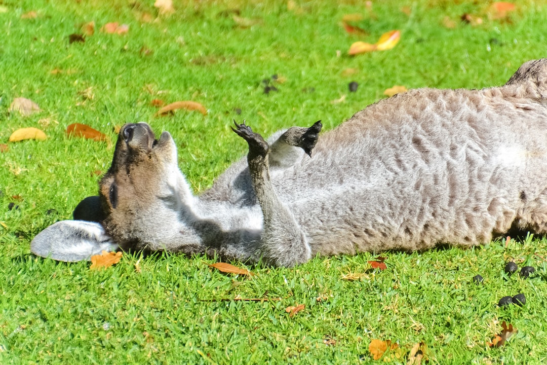 gray and white cat on green grass field