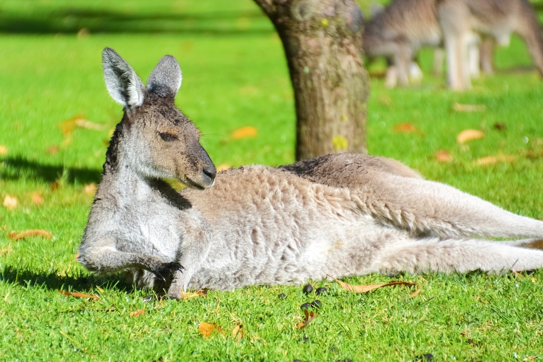 gray kangaroo lying on green grass field during daytime