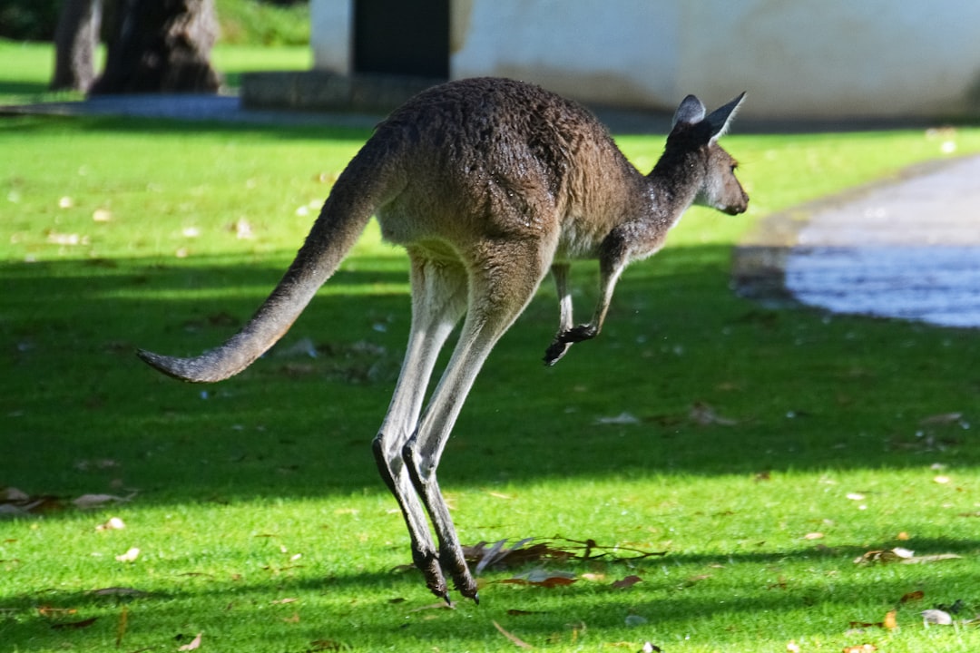 brown kangaroo on green grass field during daytime