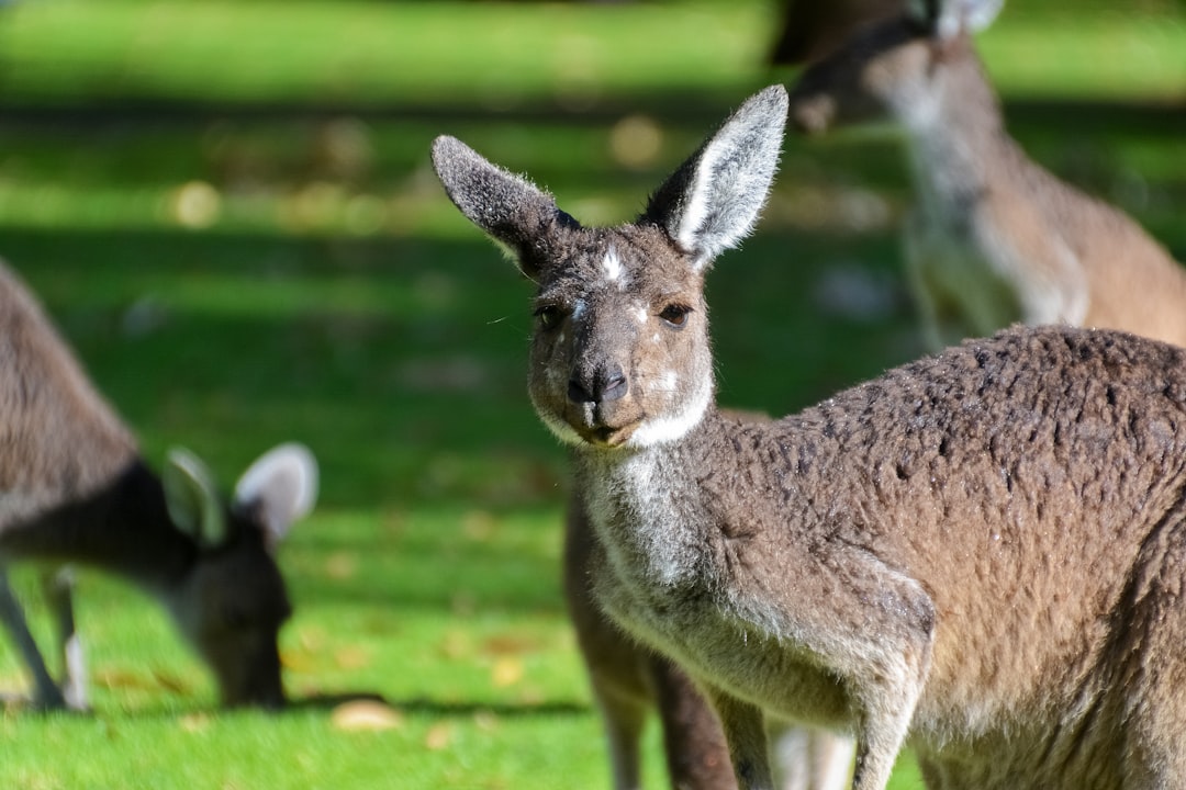 gray kangaroo on green grass field during daytime