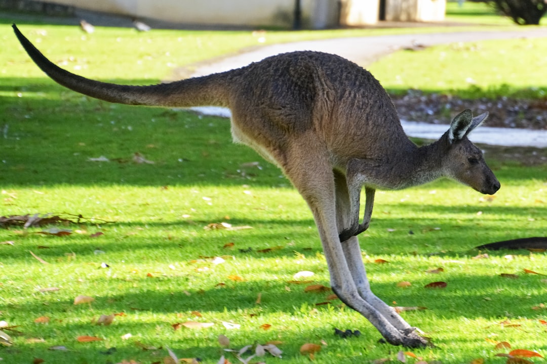 kangaroo jumping on green grass field during daytime