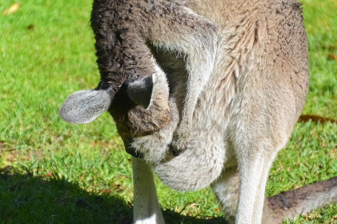 brown and black kangaroo on green grass field during daytime