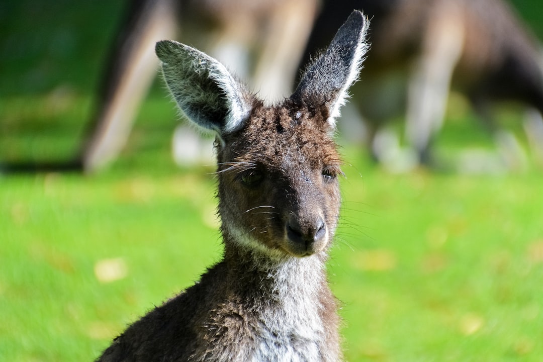 brown kangaroo on green grass field during daytime