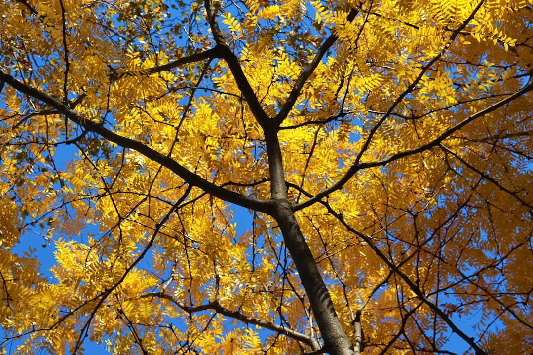 yellow and brown tree under blue sky during daytime