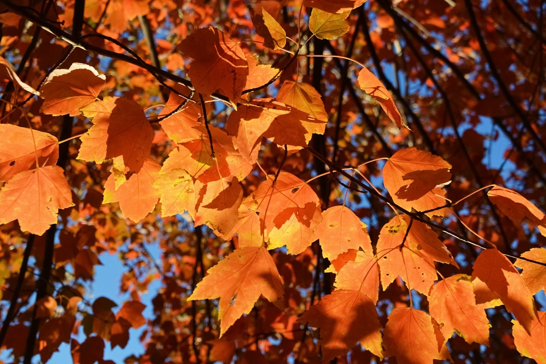 brown leaves under blue sky during daytime