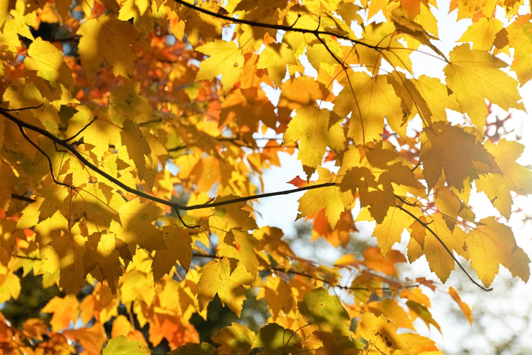 yellow and brown maple leaves