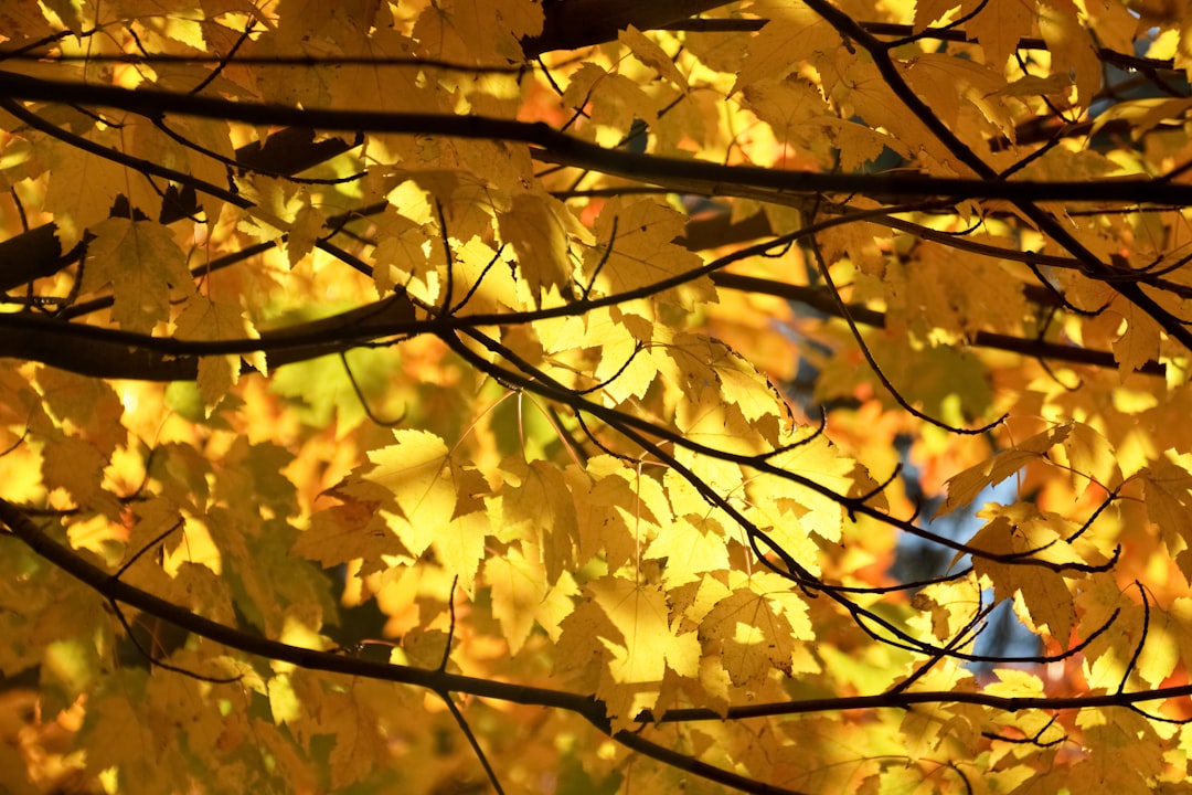 yellow leaves on tree branch