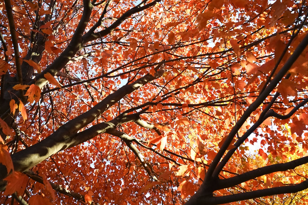brown leaves on brown tree