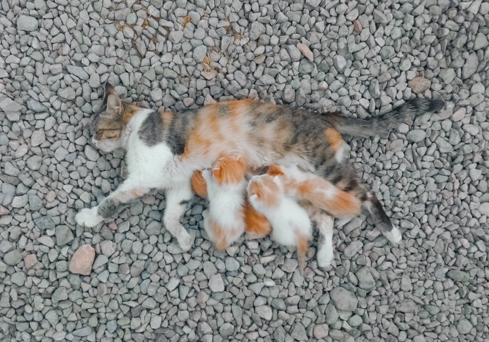 orange and white cat walking on gray concrete floor