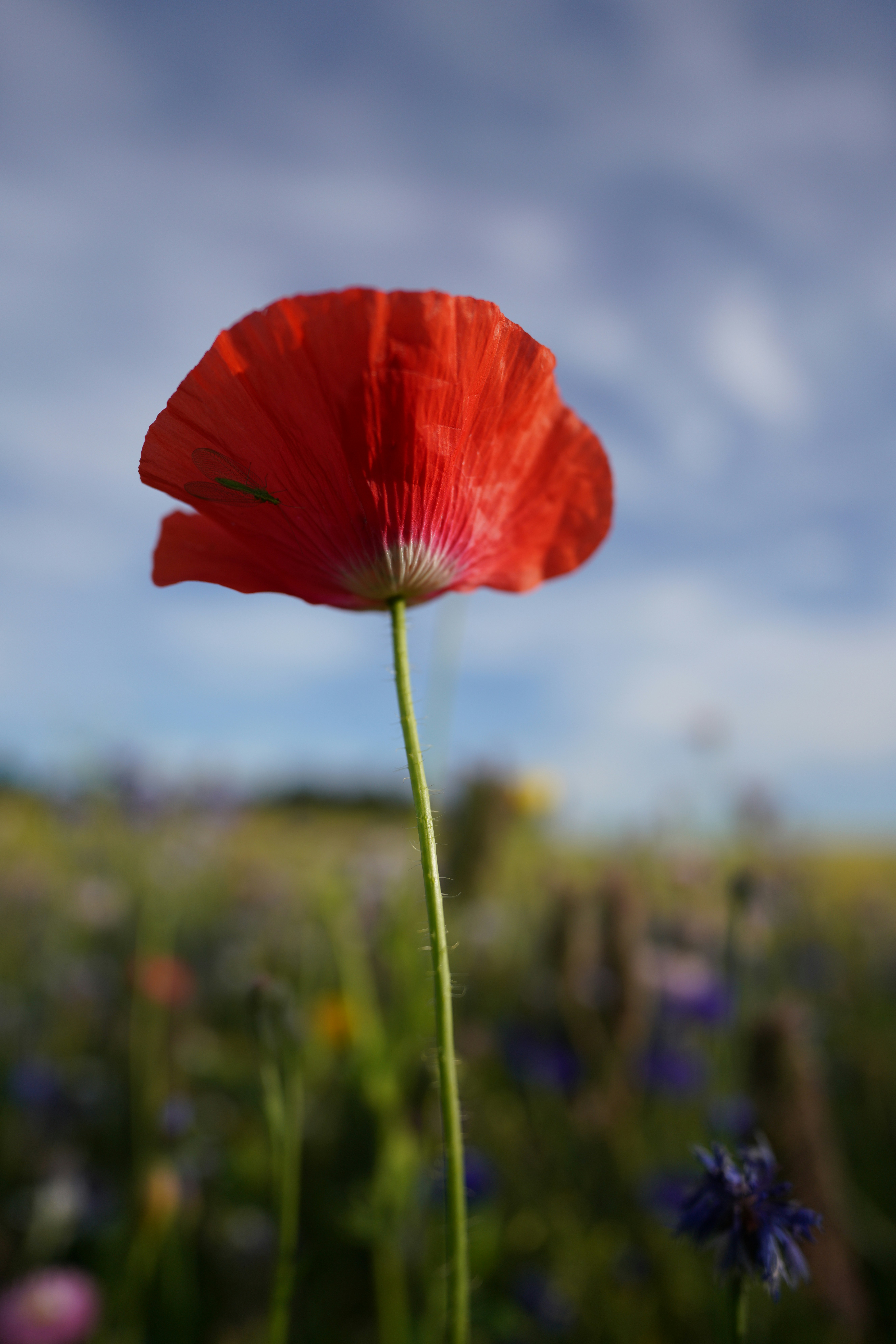 Photo by nihongraphy2