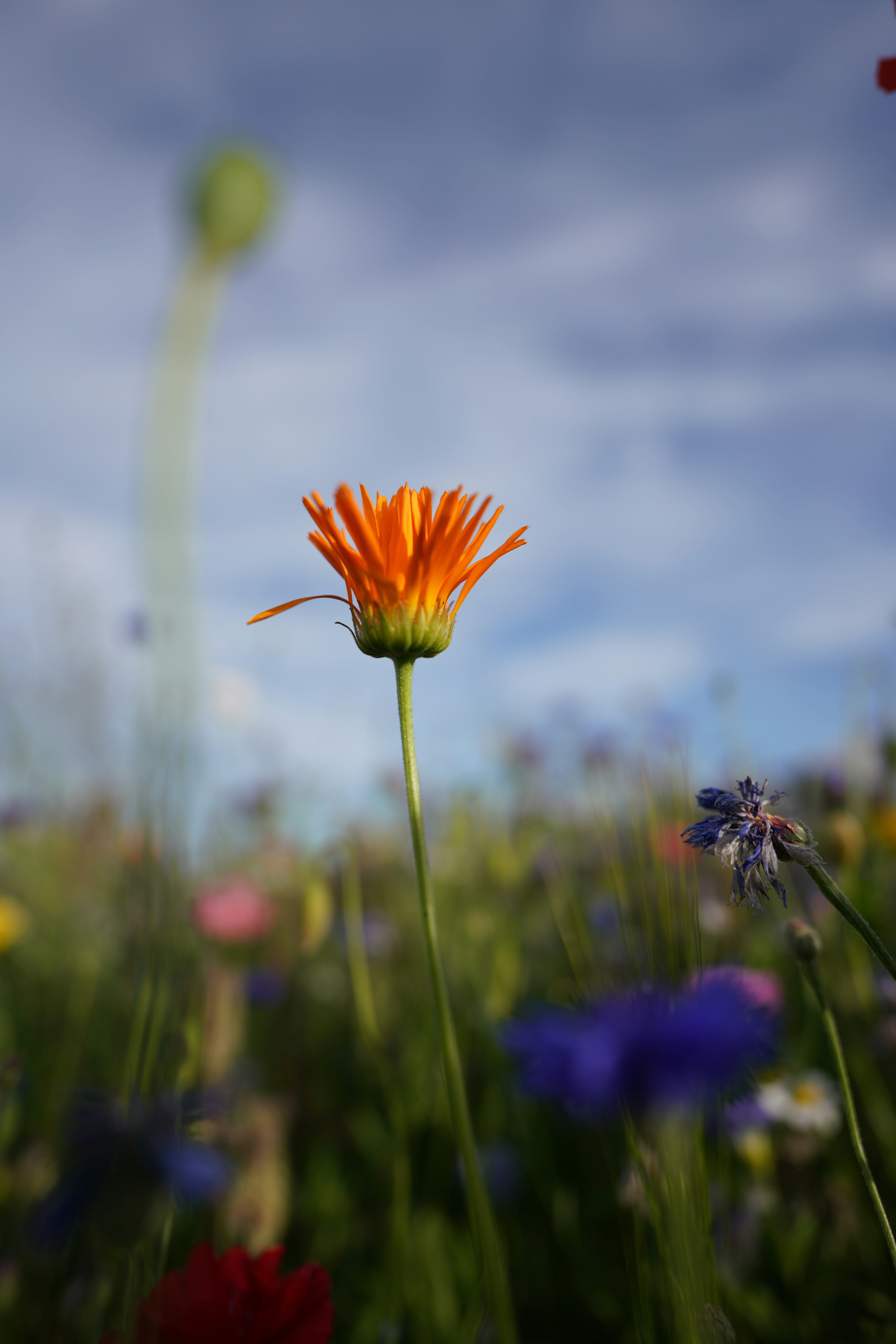 Photo by nihongraphy2