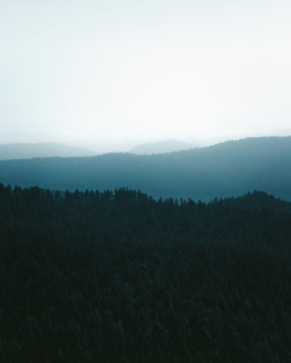 green trees on mountain during daytime