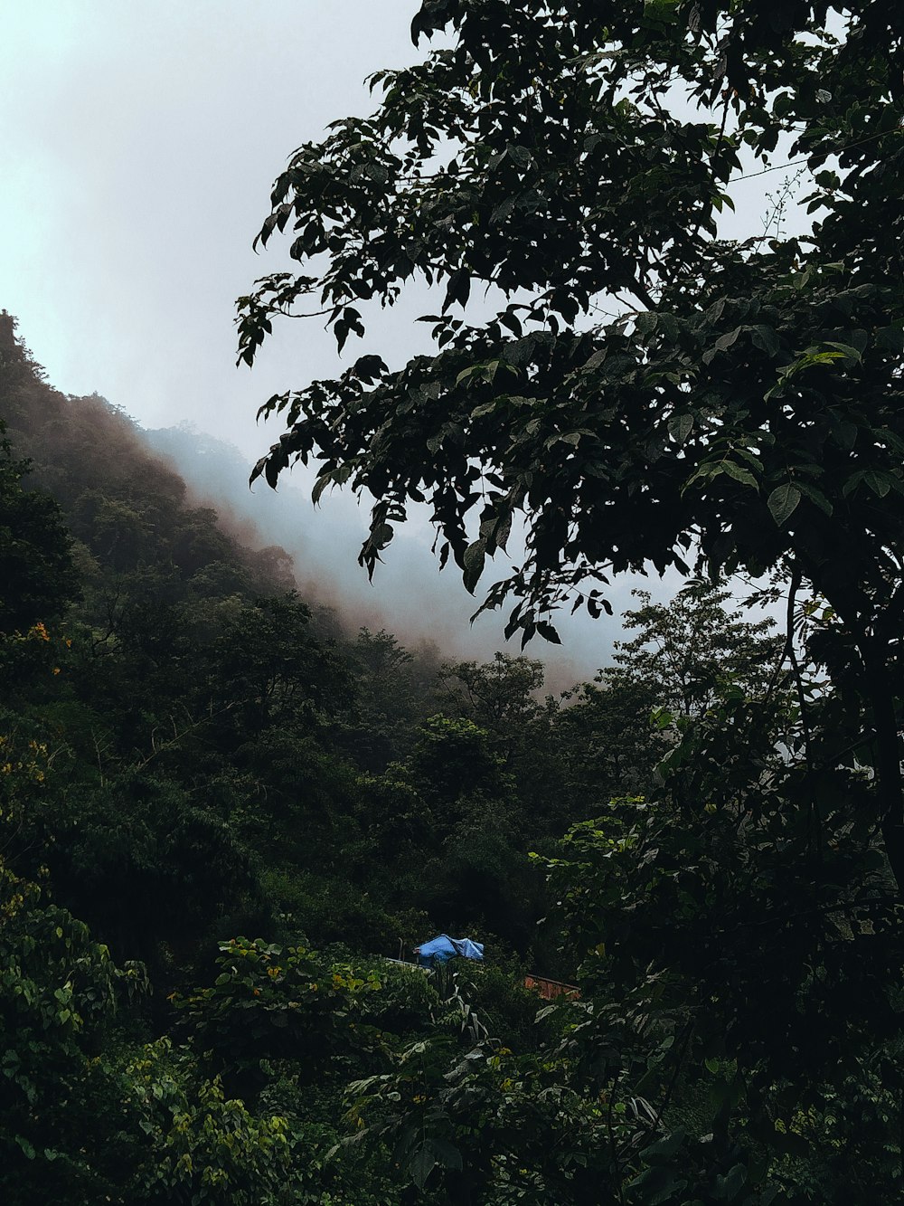 green leaves on mountain during daytime