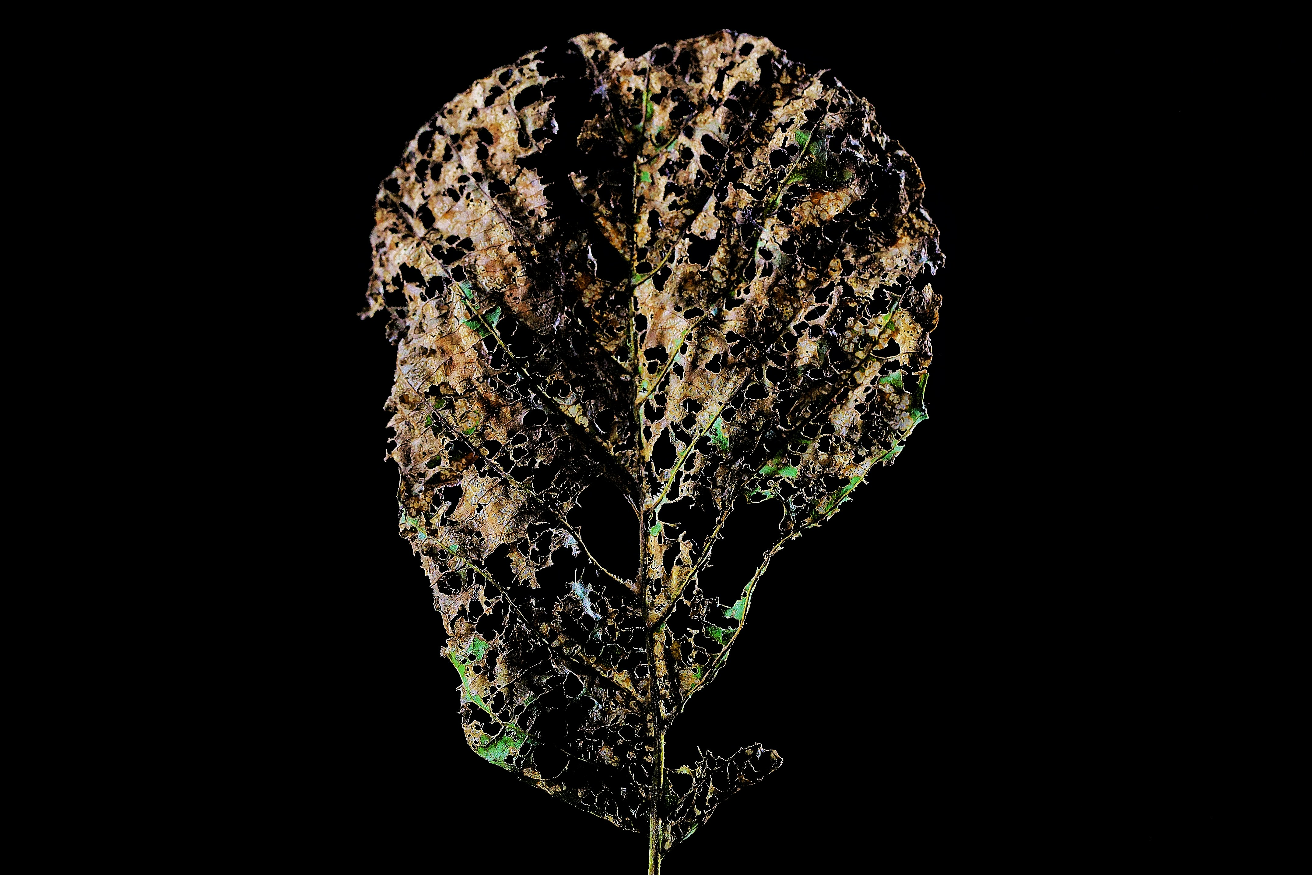 green and brown plant leaf