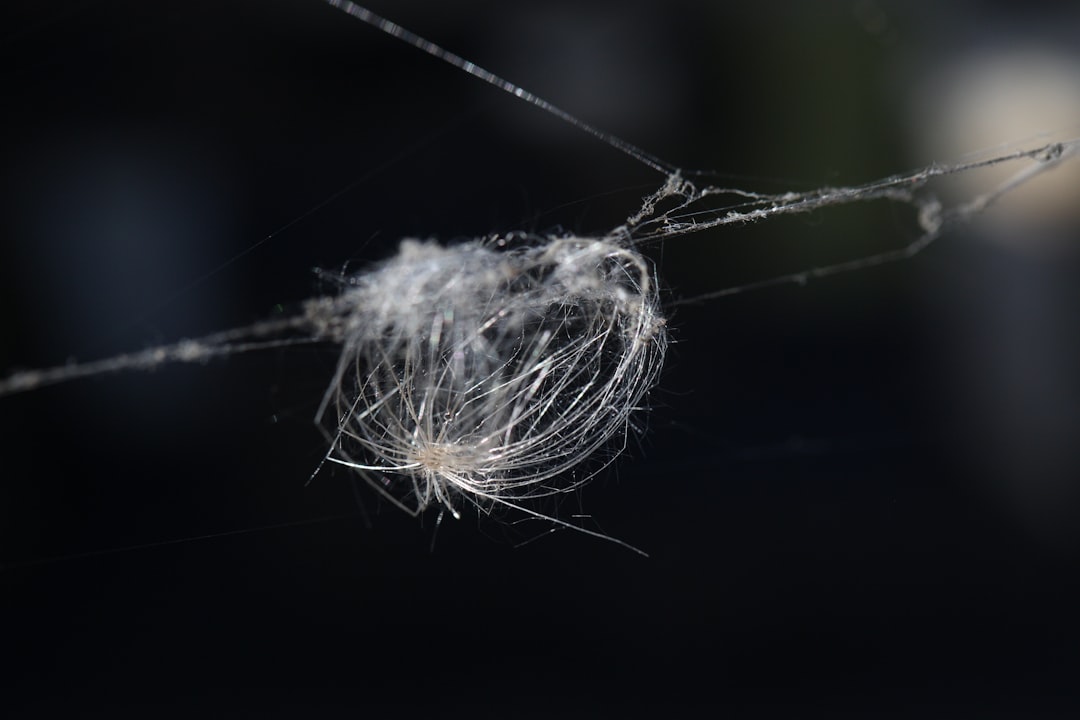 white dandelion flower in close up photography