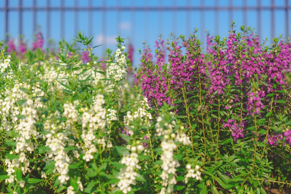 white and purple flowers near purple metal fence