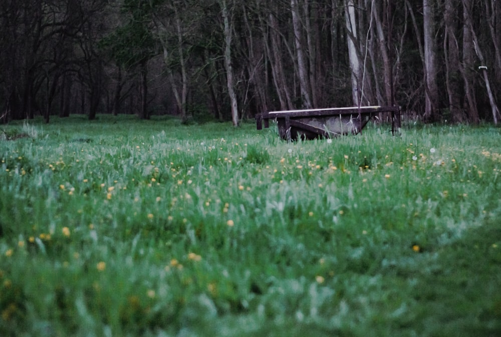 brown wooden dock on green grass field