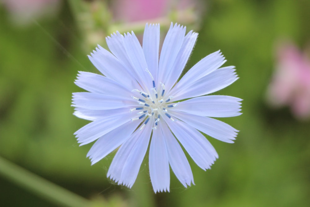 purple flower in tilt shift lens