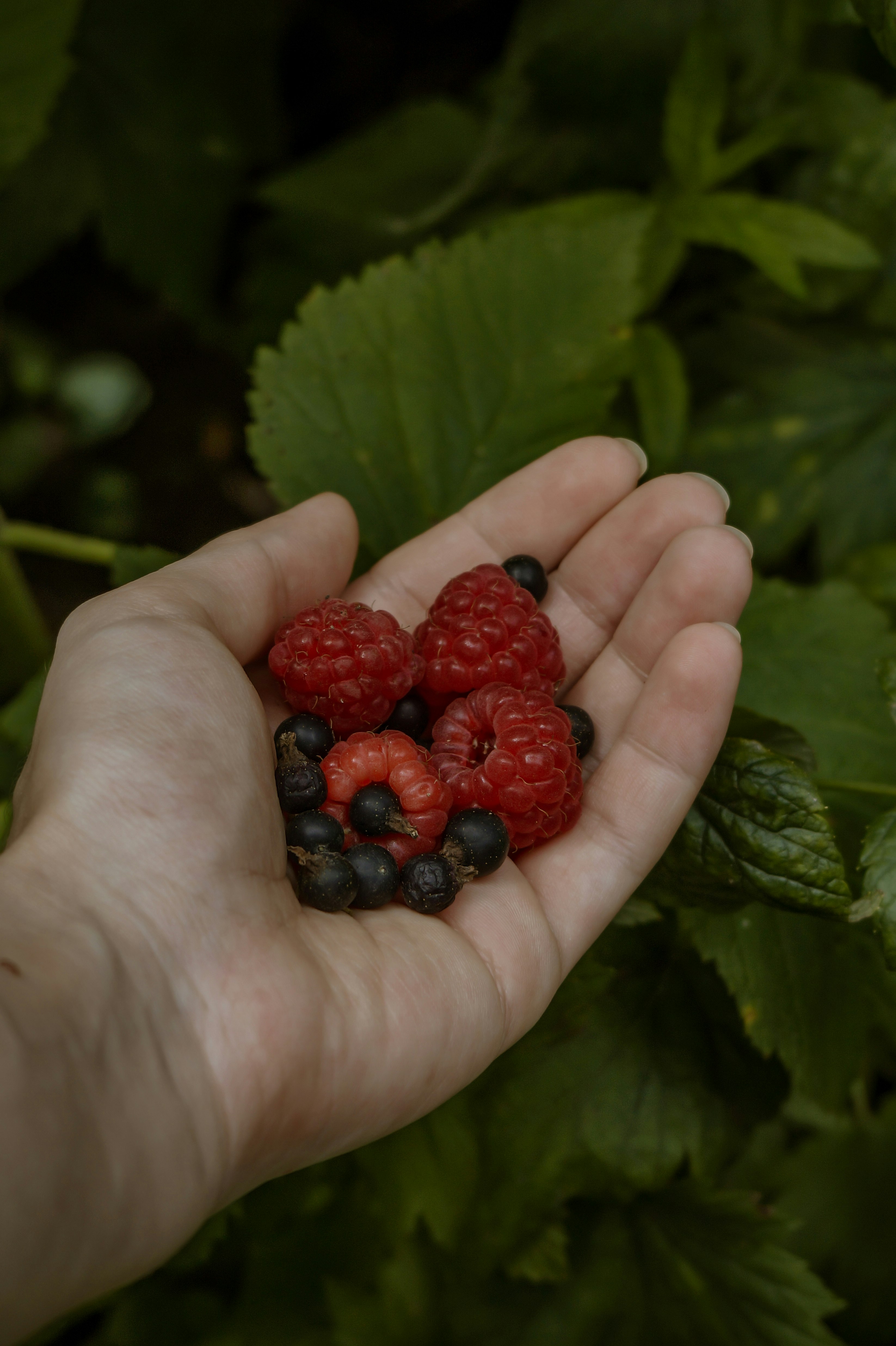 raspberry on persons hand