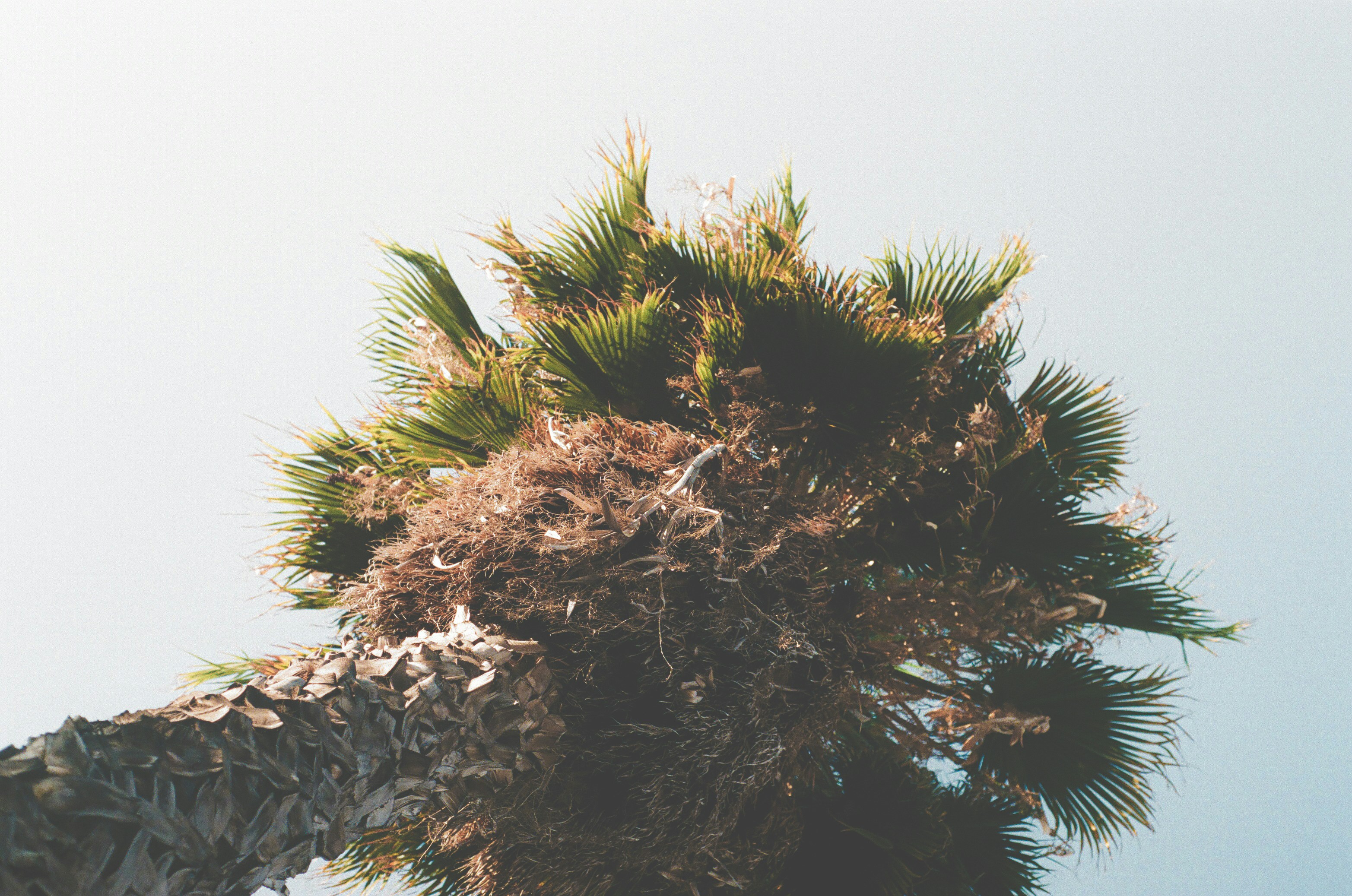 green palm tree under white sky during daytime