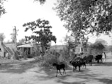 A rural scene featuring a group of livestock, including cows and goats, walking along a road. A person follows behind the animals, and simple houses with visible roofs and walls are in the background. Trees with dense foliage partially shade the area, creating a play of light and shadow on the ground.