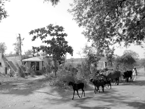 A rural scene featuring a group of livestock, including cows and goats, walking along a road. A person follows behind the animals, and simple houses with visible roofs and walls are in the background. Trees with dense foliage partially shade the area, creating a play of light and shadow on the ground.