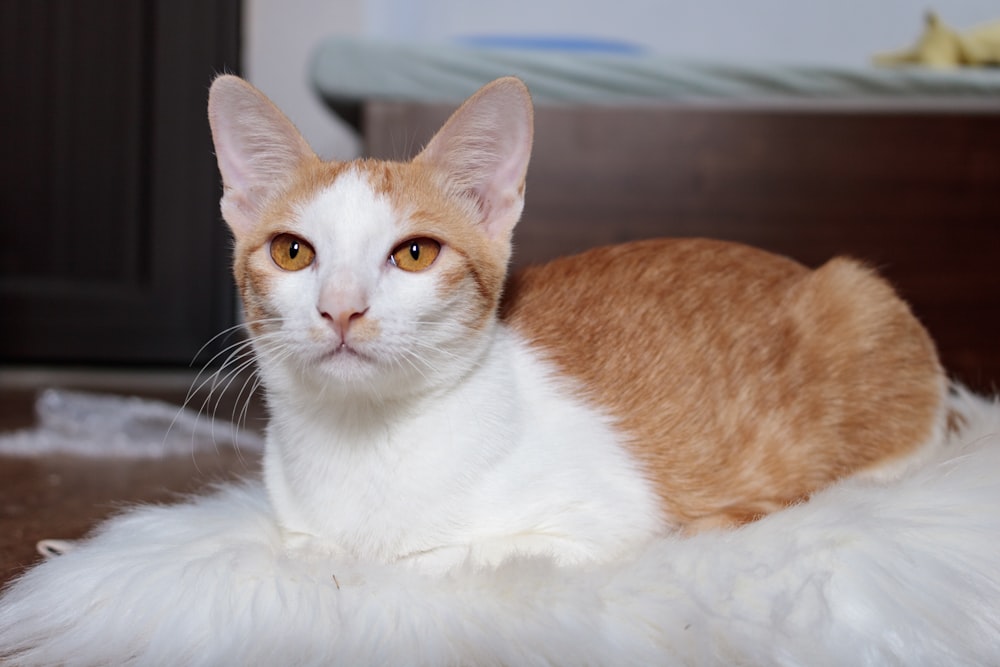 orange and white cat on white textile