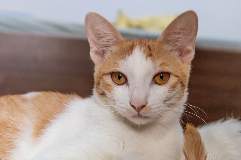 orange and white tabby cat