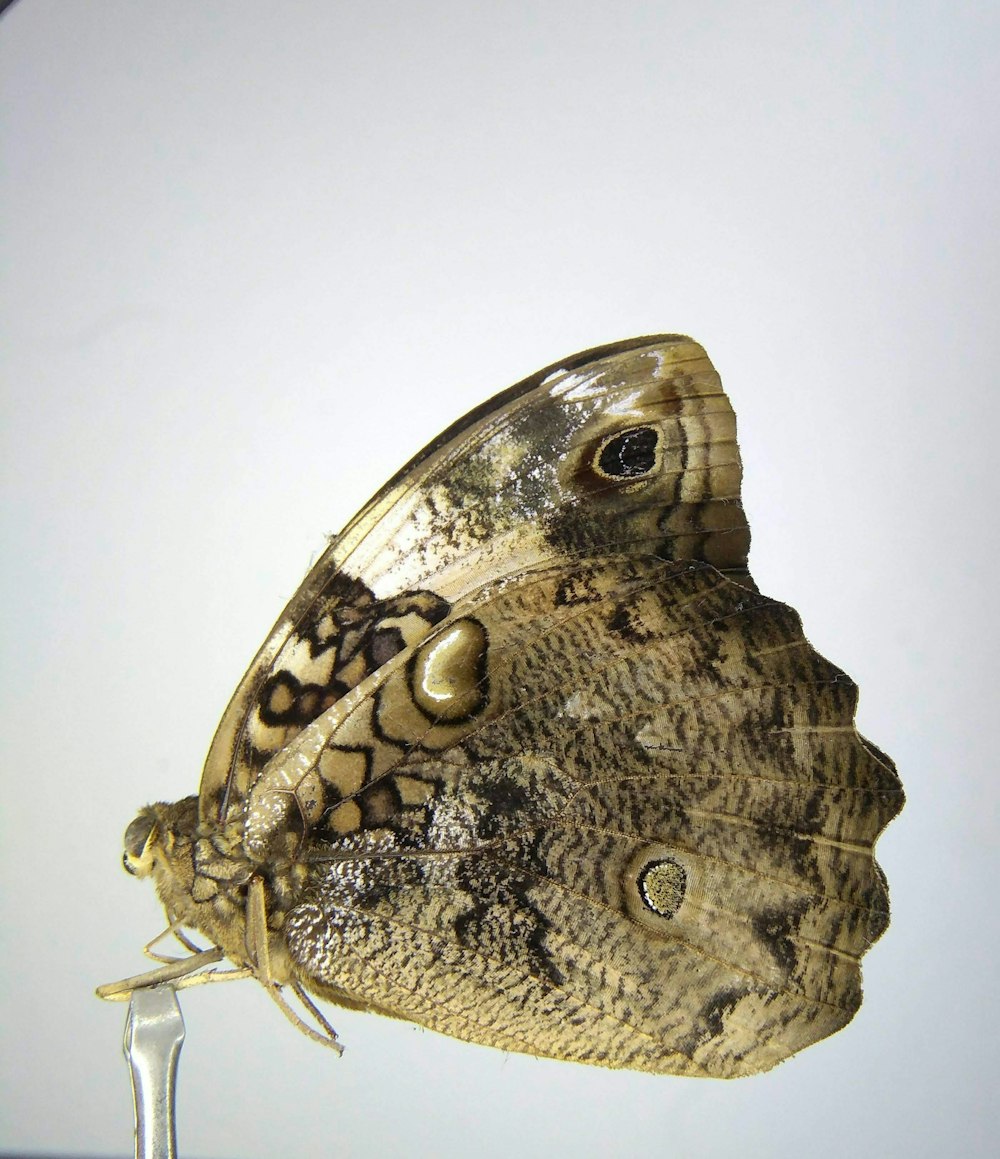 brown and black butterfly on white surface