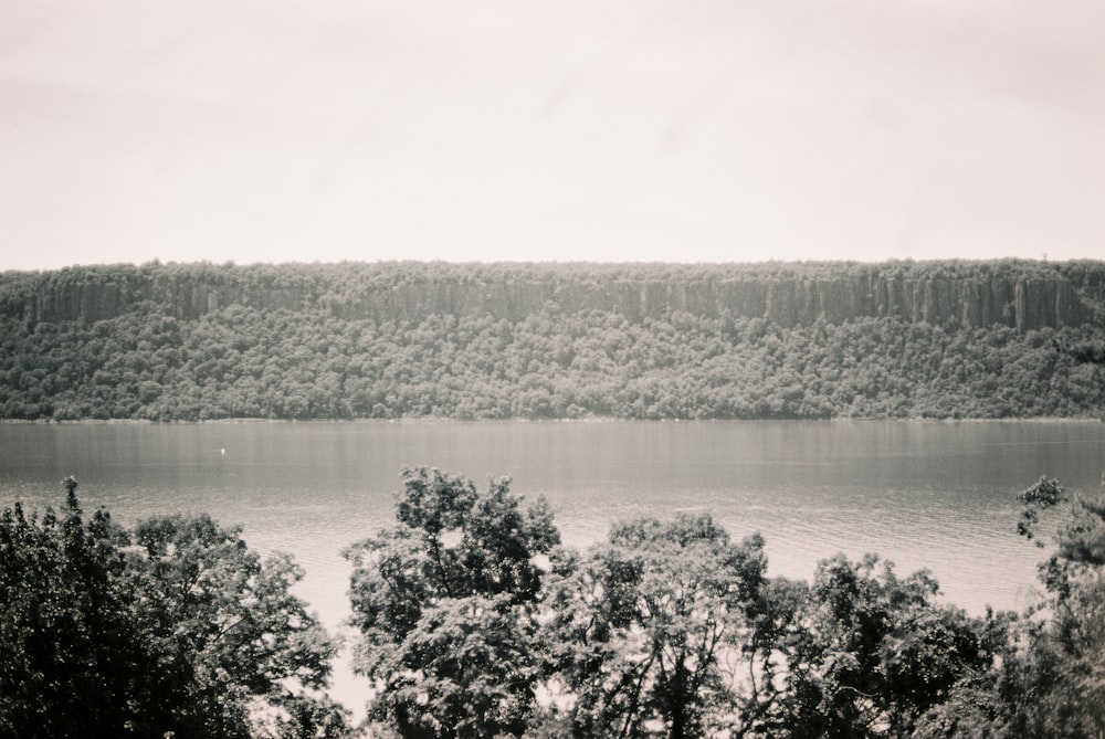 green trees near body of water during daytime