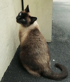 A Siamese cat with striking blue eyes sits on a textured black surface, leaning against a pale wall. Its fur is a mix of brown and cream with darker shades on the face, ears, and tail.