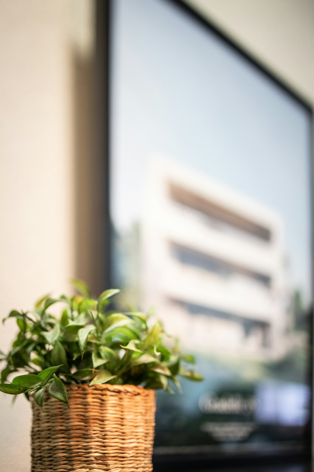 green plant in front of white concrete building during daytime