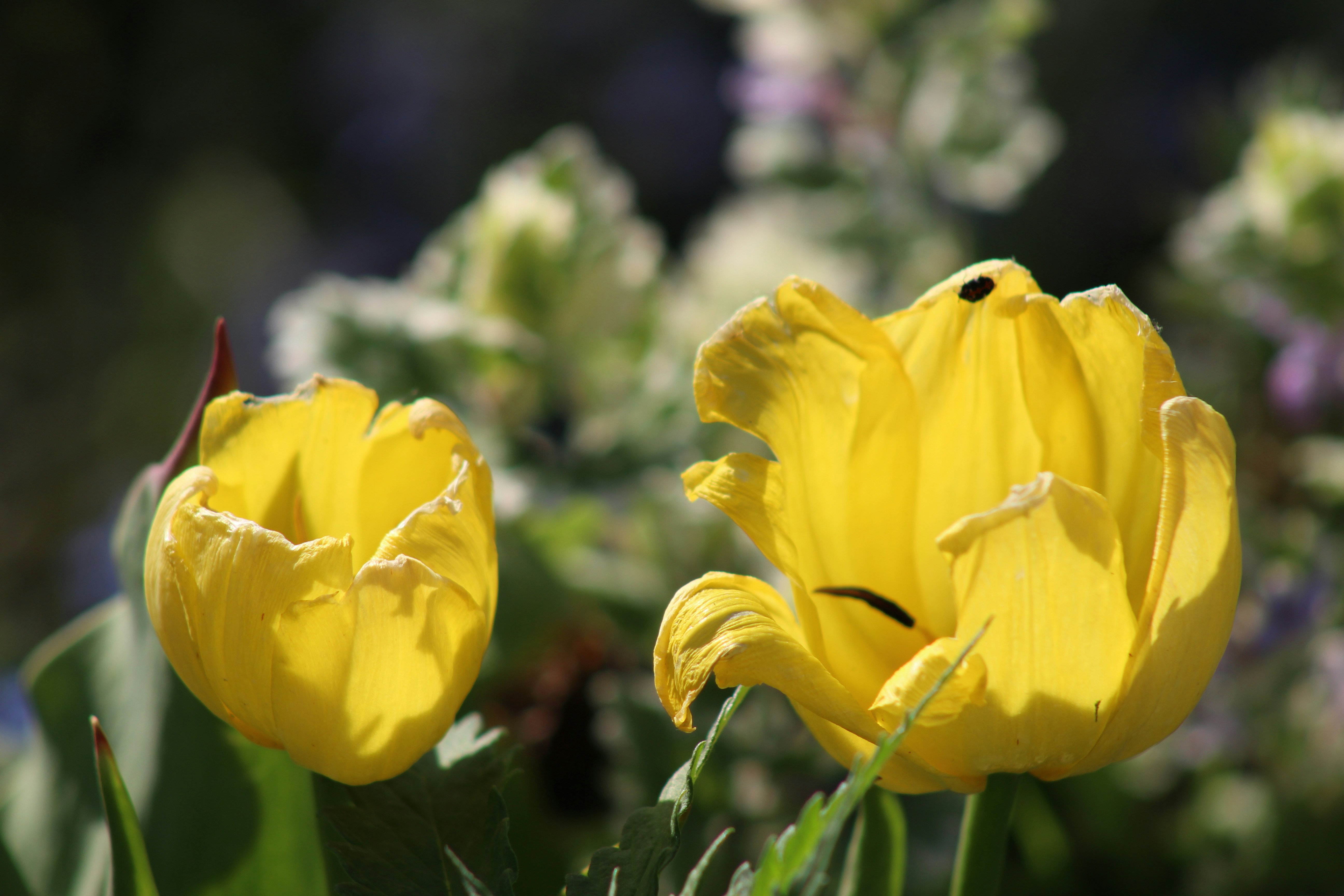 Photo by marjorylucabaxter