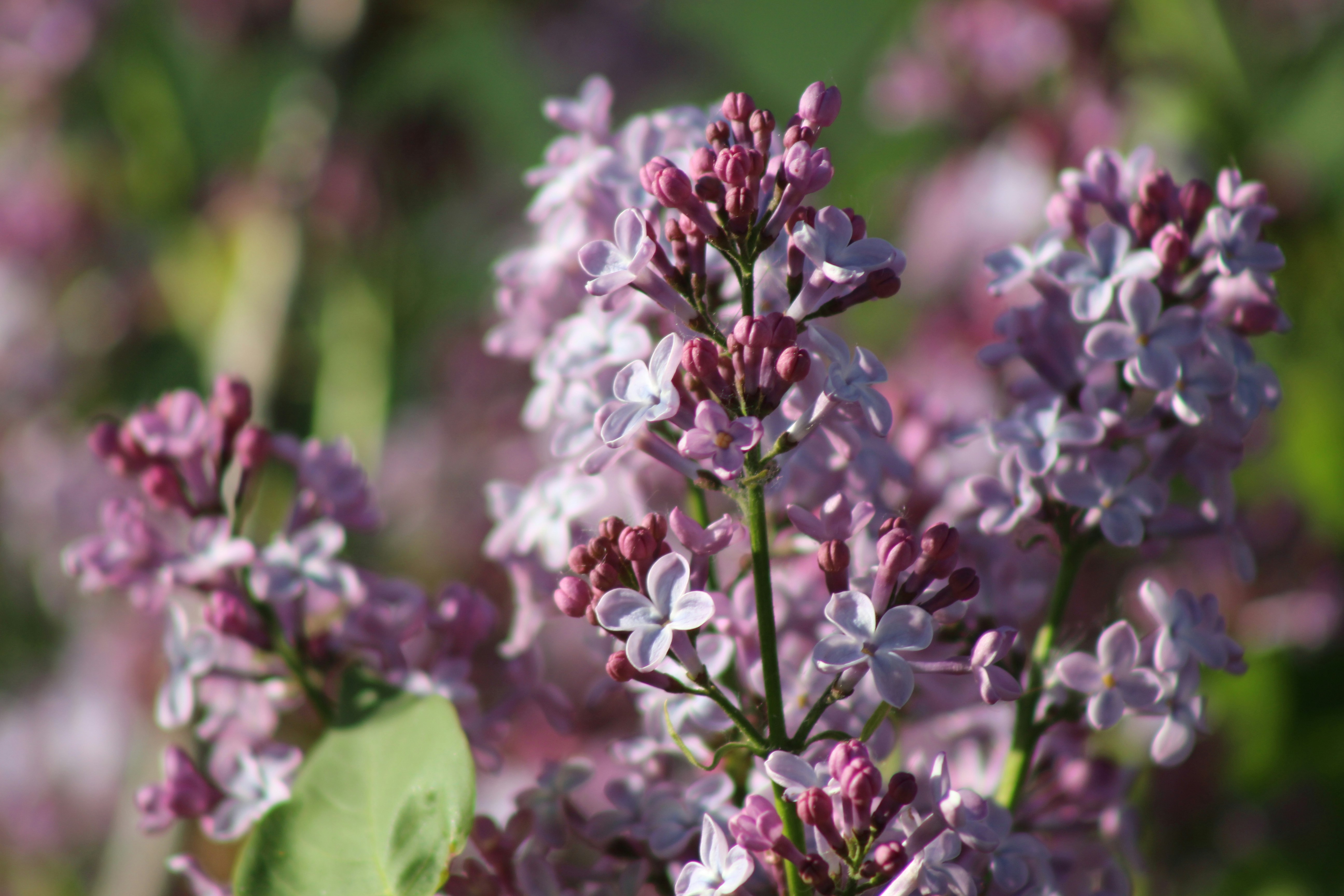 Photo by marjorylucabaxter