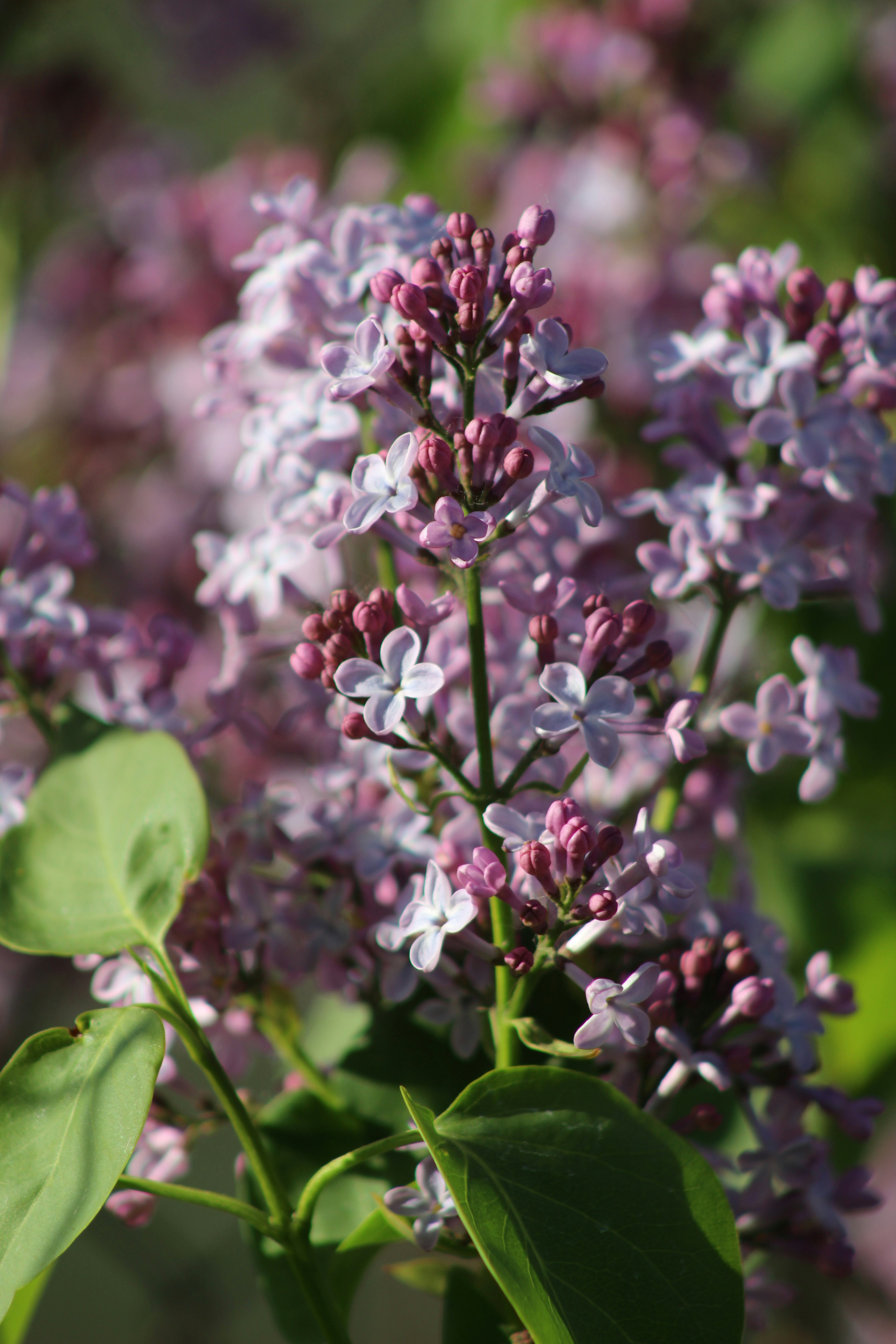 Photo by marjorylucabaxter