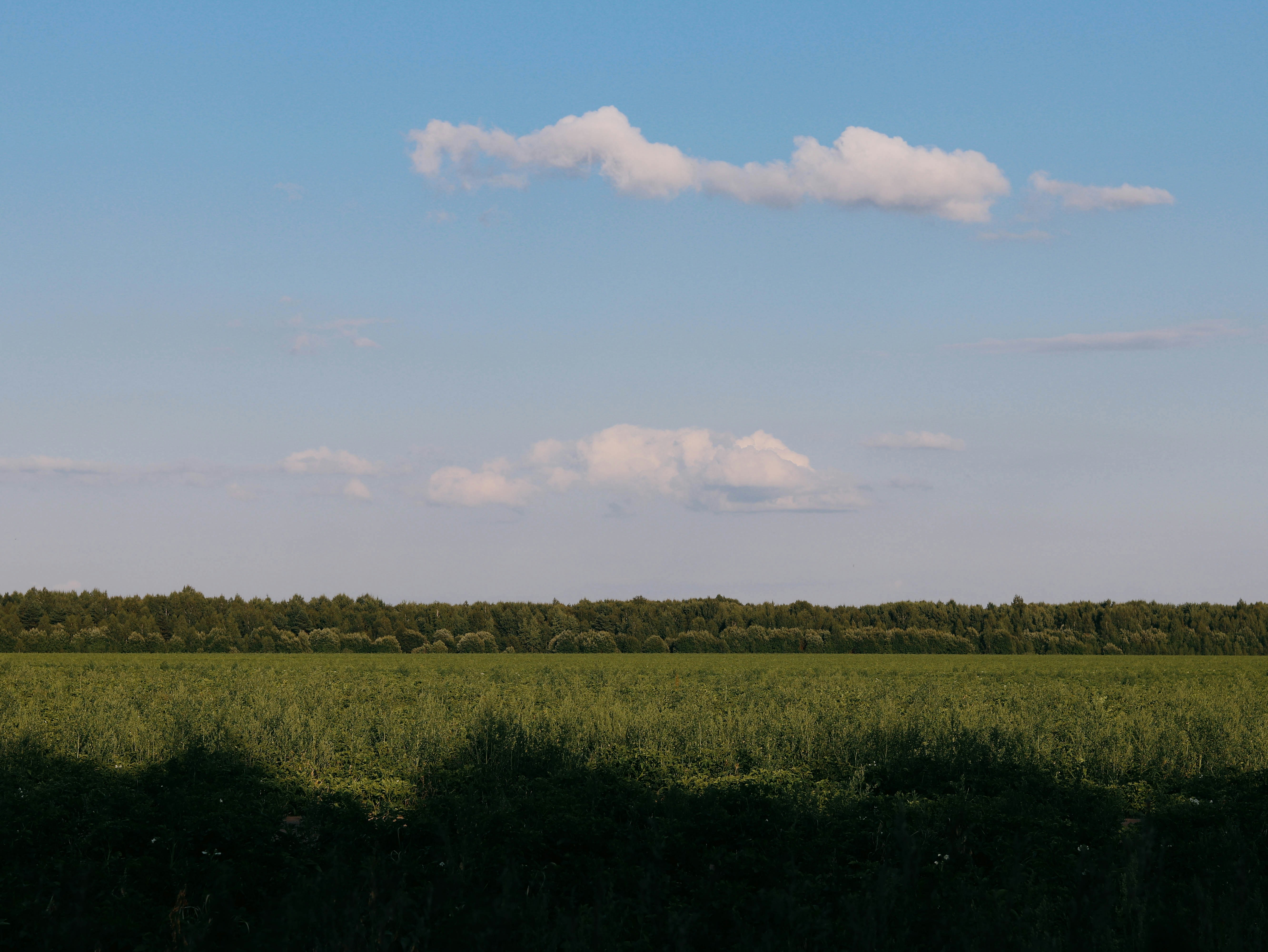 green grass field under blue sky during daytime